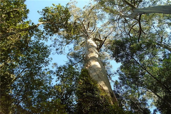 世界上最高的树1000米？真的有一千米高的树吗