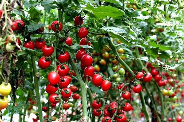 世界上最小的番茄是什么 千禧果（营养价值高）