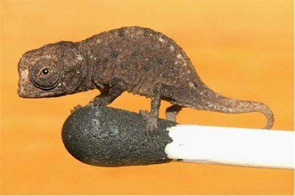 世界上最小的蜥蜴是什么蜥蜴 雅拉瓜壁虎（只有1.6cm）