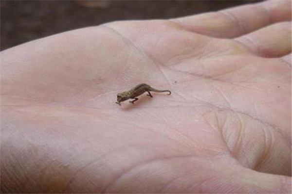 世界上最小的蜥蜴是什么蜥蜴 雅拉瓜壁虎（只有1.6cm）