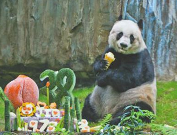 世界上最长寿的大熊猫, 活了38周岁(相当于人类的一百多岁）