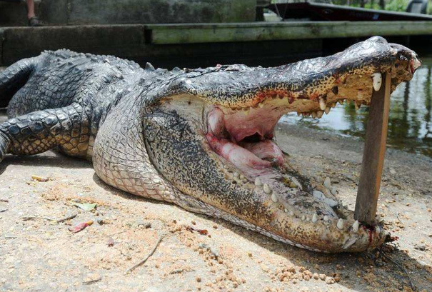 世界上最大的鳄鱼Cassius，113岁高龄攻击性依然很强