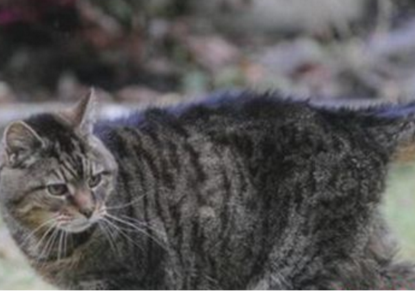 世界上活的最久的猫，露西(已经活了30多年)