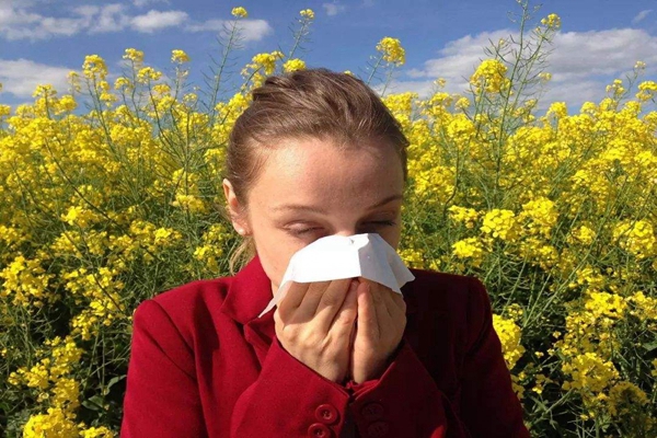 为什么人对花粉过敏?极少数花粉引起(春季发病率极高)