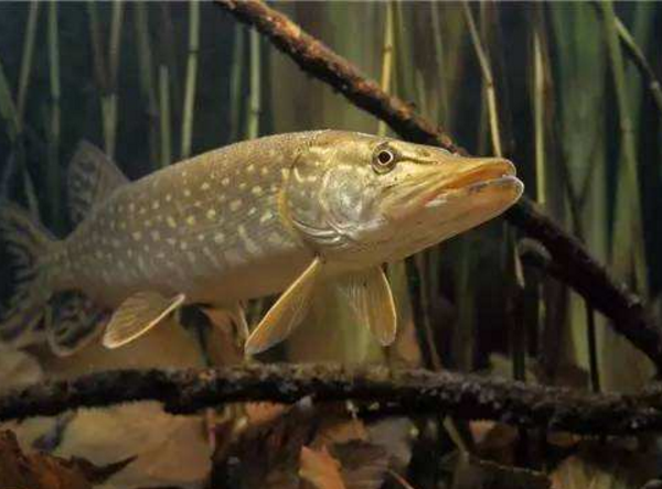 世界上最长寿的鱼，凶狠残暴的狗鱼(寿命超200岁以上)