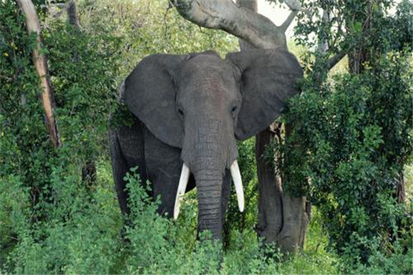 大象是猛犸象进化的吗 猛犸象与大象有哪些关系