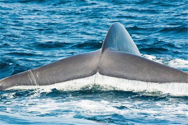 世界上最大吃货是什么 蓝鲸（体型庞大饭量惊人）