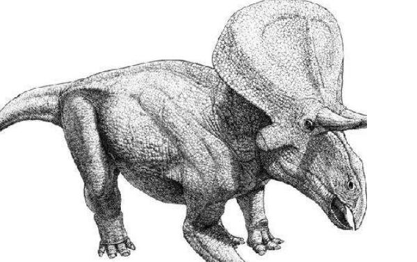 祖尼角龙：美国小型食草恐龙（长3.7米/距今9000万年前）