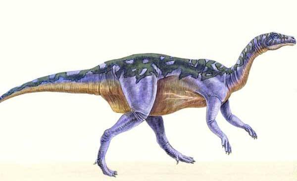 西风龙：美国小型二足食草恐龙（长1.8米/1.13亿年前）