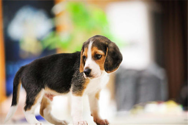 世界上最小的狩猎犬是什么 比格犬（体高不足41厘米）
