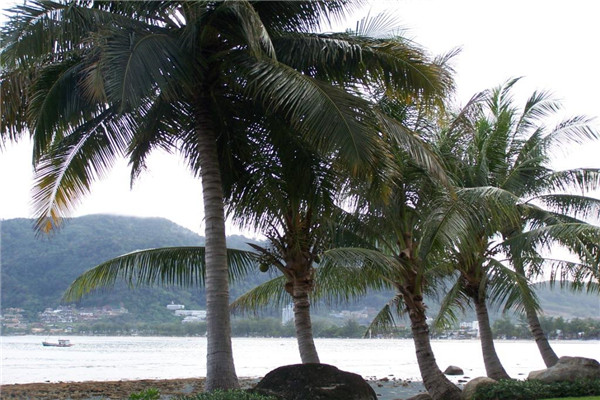 世界上最重的种子是什么 复椰子树种子（超过30斤）