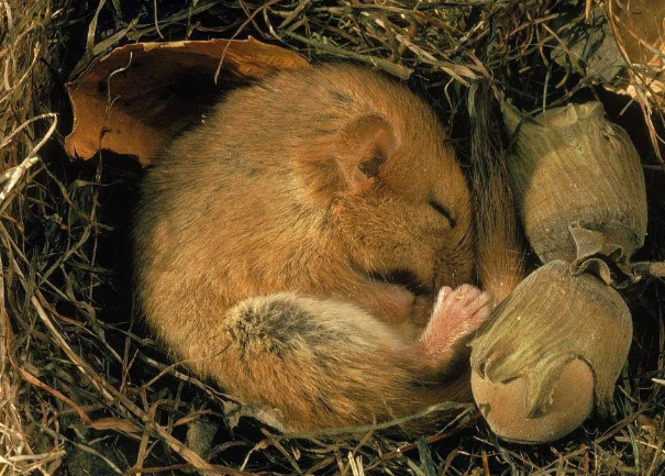 世界上冬眠时间最长的动物 睡鼠(时时刻刻都在睡觉)