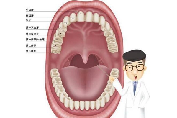 为什么人的牙齿长得不一样?门牙尖牙功能各异(撕碎研磨)