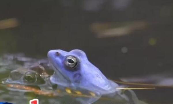 世界上毒性最强的蛙，桶头蛙（一克毒液杀死80个成年人）