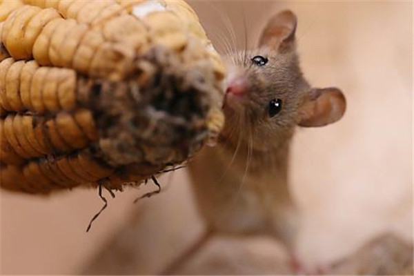 为什么每次地震老鼠最先知道 老鼠为什么可以先预知地震