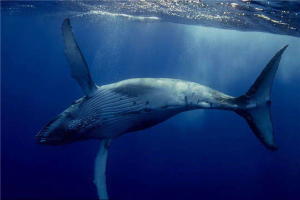 人可以在鲸鱼肚子里存活吗 人为什么不能再鲸鱼中存活
