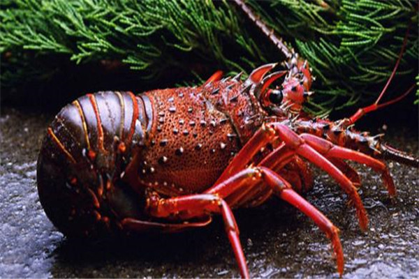 世界上最老的龙虾132岁 132岁的龙虾还能吃吗