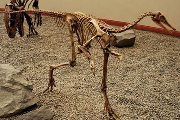 巴塔哥尼亚爪龙:南美小型恐龙(长2米/缺乏颅骨)