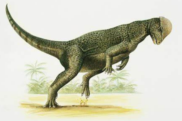 倾头龙:蒙古小型恐龙(长2.5米/颅顶圆润倾斜)