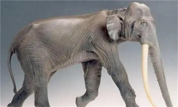 独眼巨人的传说是真的吗 西西里岛上的诡异头骨（法氏象）