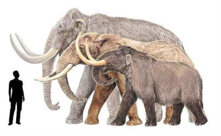 独眼巨人的传说是真的吗 西西里岛上的诡异头骨（法氏象）