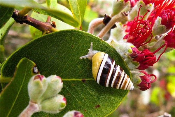 世界上最美丽的蜗牛是什么 夏威夷蜗牛（森林宝石）