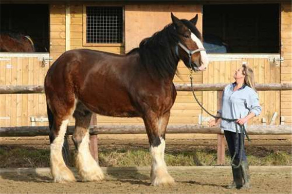 世界上体型最大的马是什么马 夏尔马（力气大体型大）