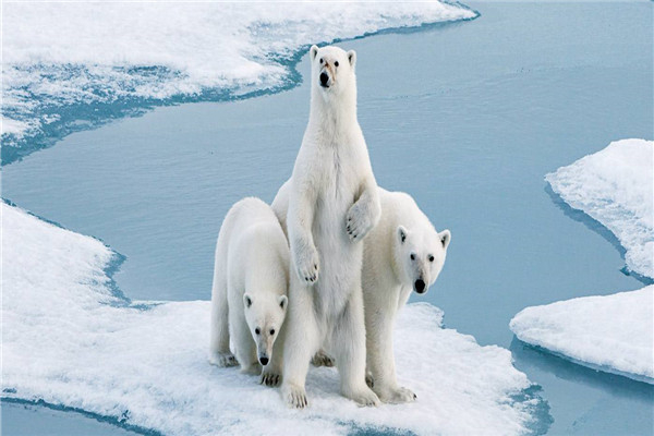 世界上最可怕的熊是什么 北极熊（表面可爱背后凶狠）