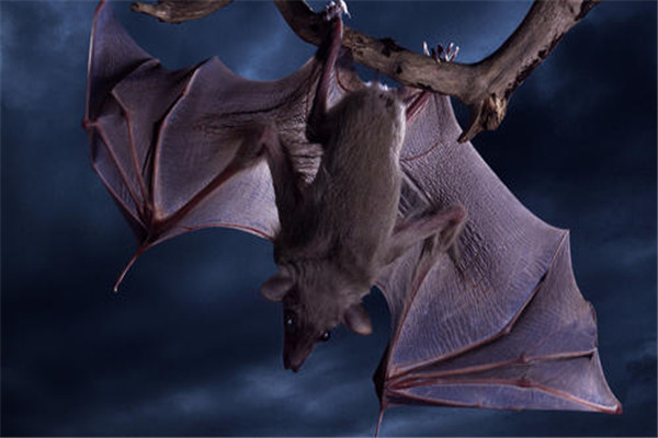世界上最恐怖的动物是什么 蝙蝠会给人类带来哪些伤害