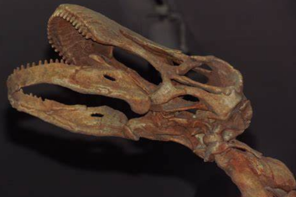 掠食龙:非洲巨型恐龙(长15米/脸型似马/拥有长尾巴)