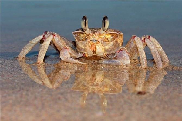 螃蟹为什么横着走?脚部关节只能上下活动(靠磁场辨方向)