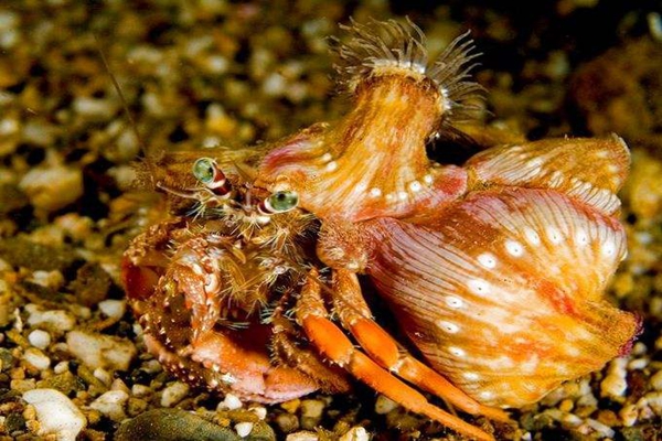 寄居蟹和海葵是什么关系?海葵刺细胞保护寄居蟹(共生者)