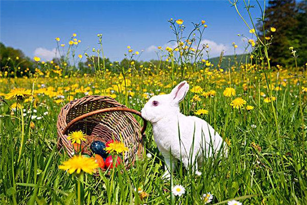 复活节兔子为什么恐怖 兔子蛋上涂上血的颜色看着恐怖