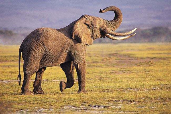 为什么大象的耳朵大?耳朵是身体的散热器(密布血管)