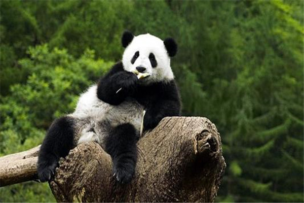 恐龙灭绝了为什么熊猫还在 恐龙为什么没有熊猫生命力顽强