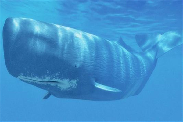 什么鲸鱼能潜水六千米 任何一种鲸鱼都不可以（难度太高）