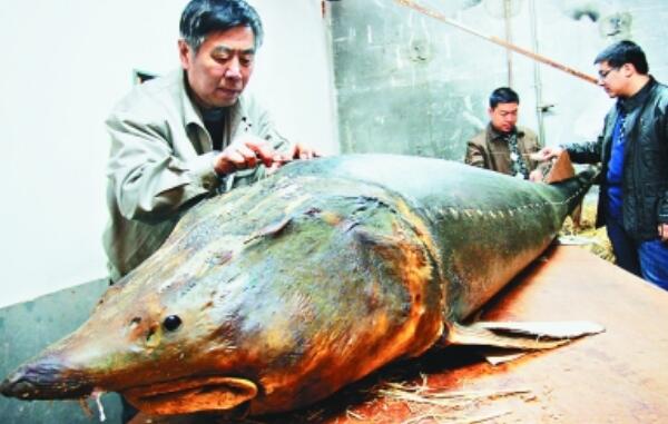 世界上最大的淡水鱼种 鲟鱼（体长7.2米重1521斤）