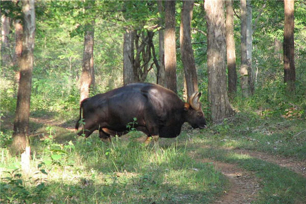 吉尼斯世界上最大的牛是什么 印度野牛（达到2-3米）