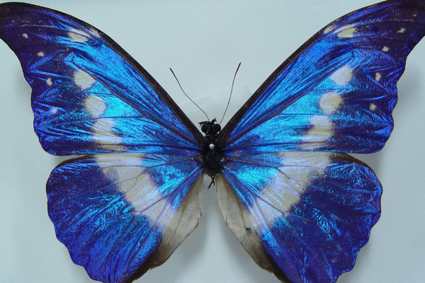 全世界上最漂亮最美丽的一种蝴蝶:海伦娜闪蝶(我国仅3只)