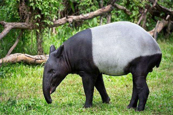世界第二长鼻子的动物是什么 马来貘的长鼻子有什么用处