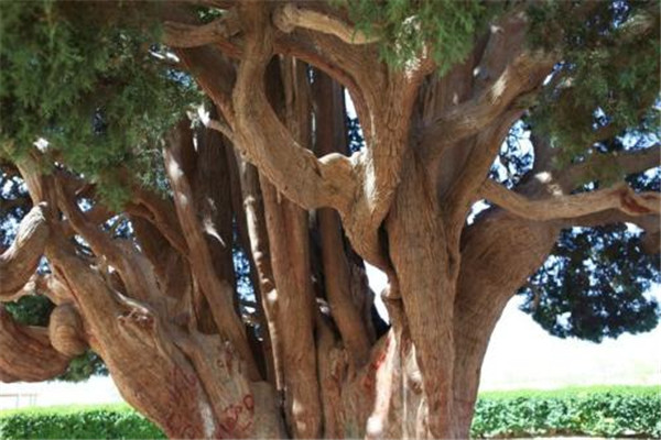 世界最老的树15亿年？世界上最古老的树有什么特点