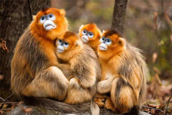 世界上最不怕冷的猴子 金丝猴喜欢生活在高山上不怕冷