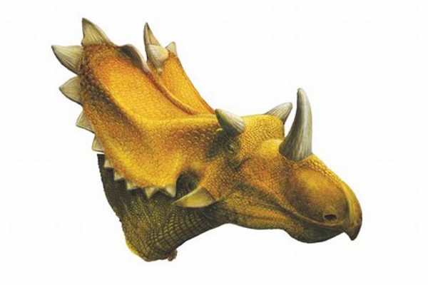 犹他角龙:北美大型角龙类(长7米/颈盾呈心形)
