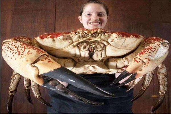 世界上最大的食用蟹 皇帝蟹（一只脚就能让人吃饱）