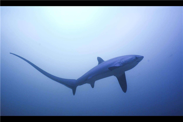 世界上最大的长尾鲨 它的尾巴占了身体一半（体重568公斤）