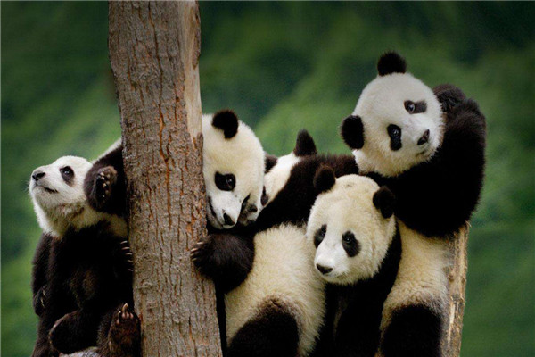 大熊猫为什么是国宝 大熊猫被称之为国宝的原因是什么