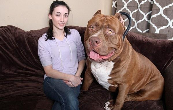 世界最大斗牛犬，浩克（18月大体重160斤/会照顾小婴儿）