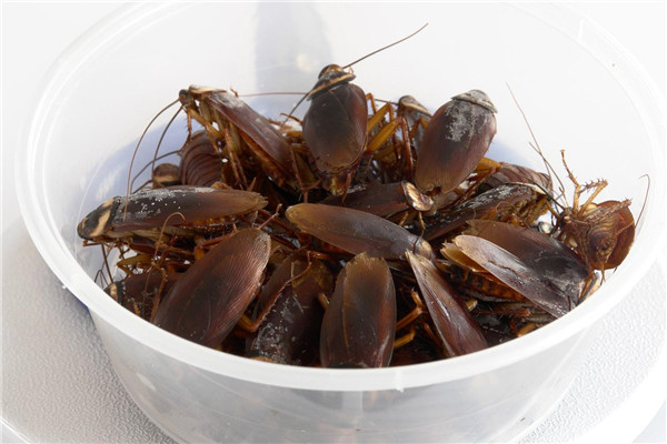 家里放一物绝对没蟑螂 科学灭除蟑螂的方法有哪些