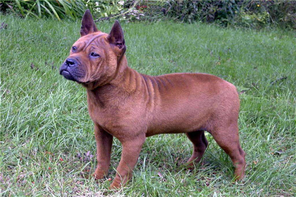 中国四大猎犬 第一长相丑陋皮肤粗糙第二性格凶猛
