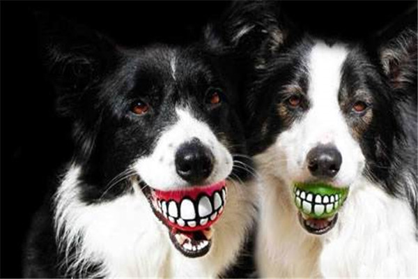 微笑狗吓人的原理 微笑狗为什么可以吓到人（拟人化）